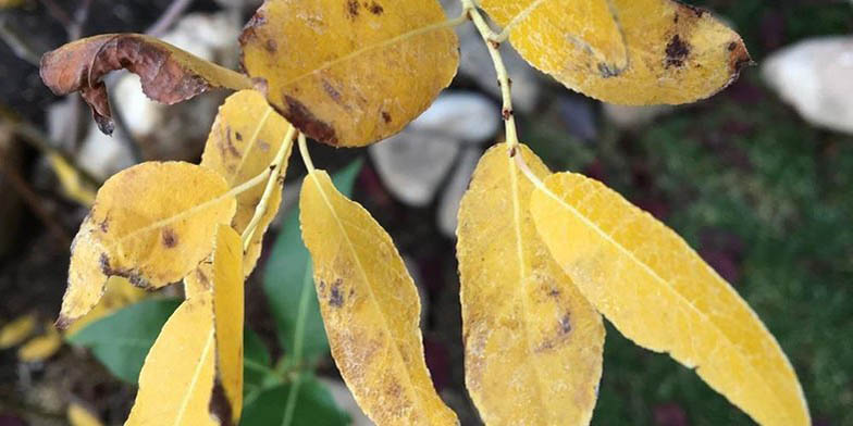 Booth's willow – description, flowering period and general distribution in British Columbia. Yellow leaves in autumn