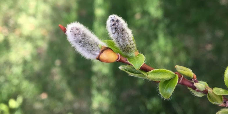 Booth's willow – description, flowering period and general distribution in Utah. Branch with two catkins and green leaves