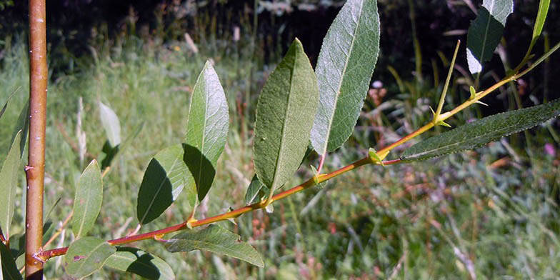 Booth's willow – description, flowering period and general distribution in Wyoming. Branch with ripe green leaves