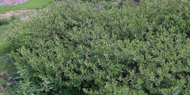 Salix boothii – description, flowering period and general distribution in Alberta. Dense thickets