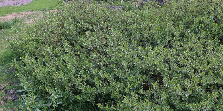 Salix boothii – description, flowering period and general distribution in British Columbia. Dense thickets