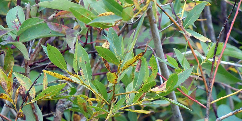 Salix boothii – description, flowering period and general distribution in Montana. Plant in late summer