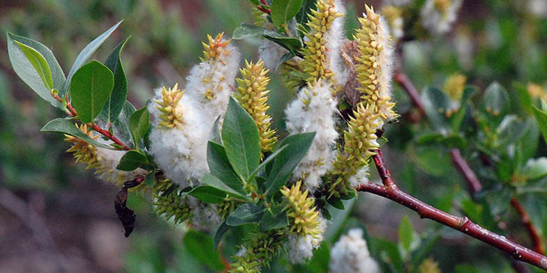 Booth's willow – description, flowering period and general distribution in California. Branch with catkins and green leaves