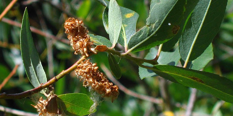 Small-fruit willow – description, flowering period and general distribution in Manitoba. willow at the end of flowering