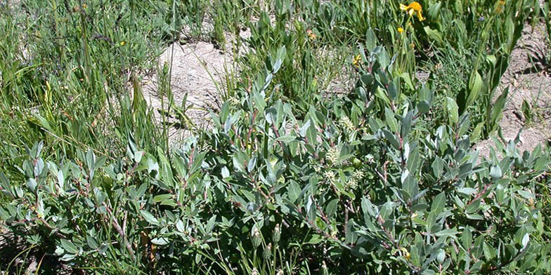 Shortfruit willow – description, flowering period and general distribution in Idaho. young green shrub