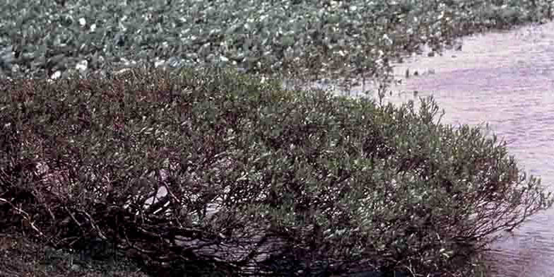 Barren-ground willow – description, flowering period and general distribution in Saskatchewan. big old shrub over the water