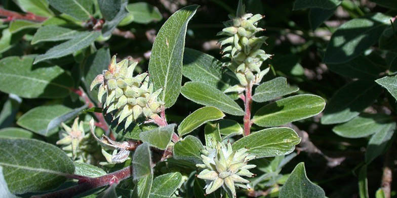 Small-fruit sand dune willow – description, flowering period and general distribution in Montana. young buds on the branches