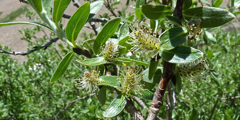 Salix brachycarpa – description, flowering period and general distribution in Idaho. willow at the beginning of flowering