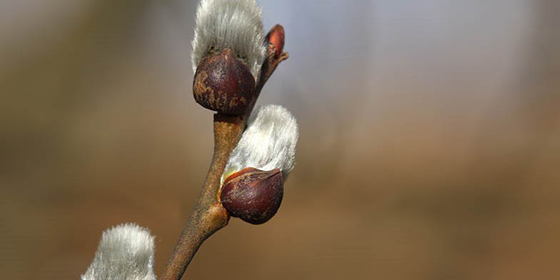 Salix discolor – description, flowering period and general distribution in Saskatchewan. catkins close up