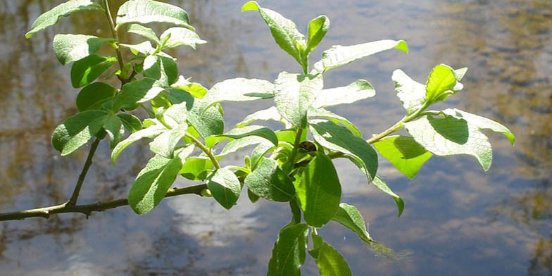 Salix discolor – description, flowering period and general distribution in Massachusetts. Green foliage on the background of the pond