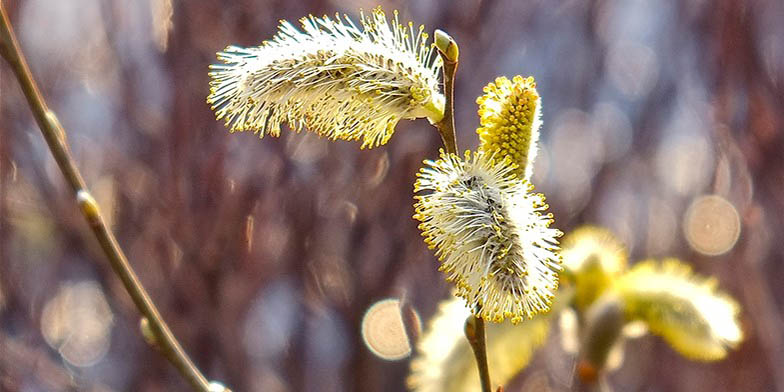 Pussy willow – description, flowering period and general distribution in Michigan. Flowering plant, contrasting background