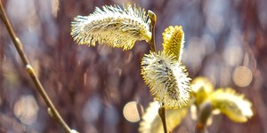 Salix discolor – description, flowering period and time in Saskatchewan, Flowering plant, contrasting background.