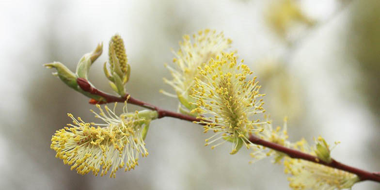 Glaucous willow – description, flowering period and general distribution in Colorado. Flowering plant