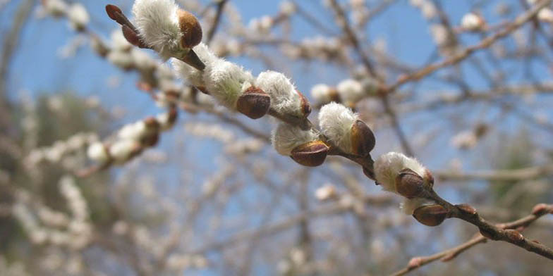 Glaucous willow – description, flowering period and general distribution in Ontario. A branch with open catkins