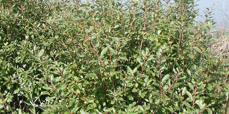 Salix discolor – description, flowering period and general distribution in Saskatchewan. Green foliage plant, summer