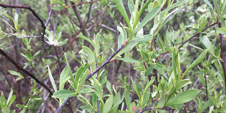 Blue willow – description, flowering period and general distribution in Idaho. large shrub in the forest