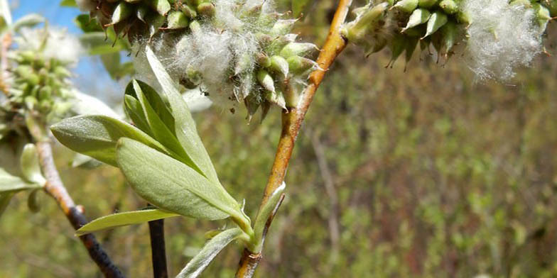 Salix drummondiana – description, flowering period. willow catkins in fluff