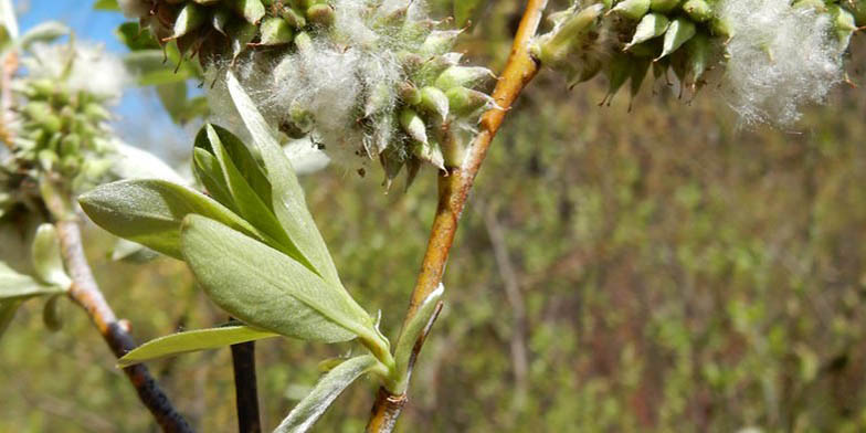 Blue willow – description, flowering period and general distribution in Alberta. willow catkins in fluff