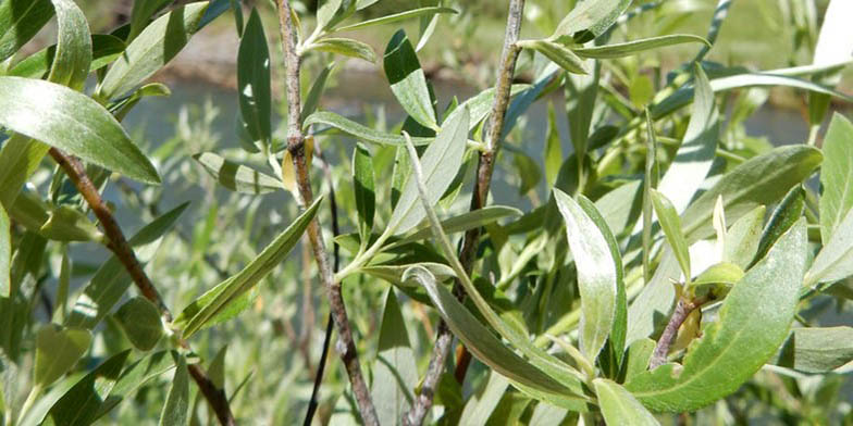Salix drummondiana – description, flowering period and general distribution in Idaho. green leaves on willow branches