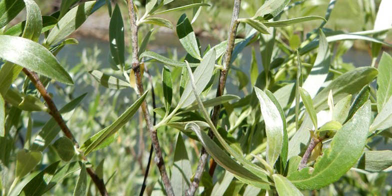 Blue willow – description, flowering period. green leaves on willow branches