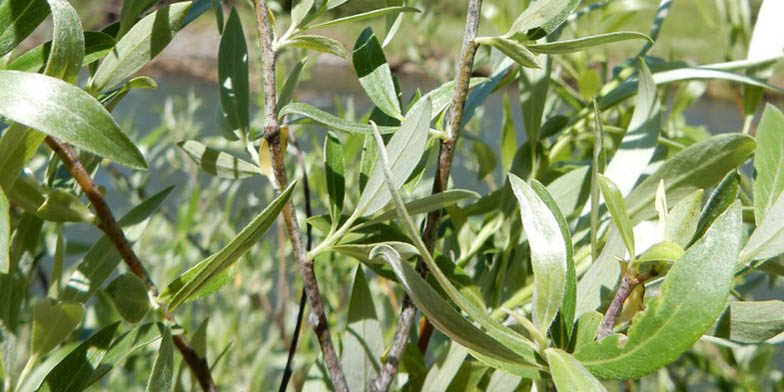 Drummond's willow – description, flowering period and general distribution in Montana. green leaves on willow branches