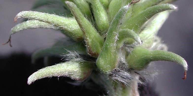 Salix drummondiana – description, flowering period and general distribution in Northwest Territories. inflorescences close-up