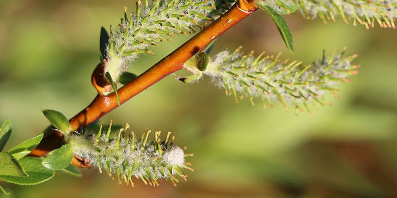 Blue willow – description, flowering period and general distribution in Alberta. young willow inflorescences