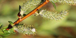 Salix drummondiana – description, flowering period and time in Saskatchewan, young willow inflorescences.