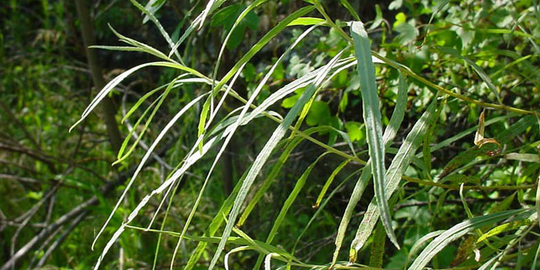 Narrowleaf willow – description, flowering period and general distribution in Alberta. young long leaves on branches