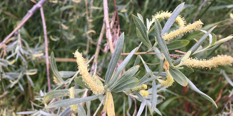 Salix exigua – description, flowering period and general distribution in Saskatchewan. flowers between leaves