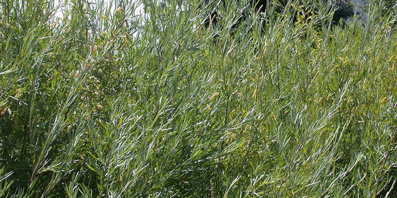 Narrowleaf willow – description, flowering period and general distribution in Alberta. big green shrub tree