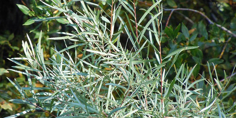 Narrowleaf willow – description, flowering period and general distribution in Alberta. beautiful bush in the sun