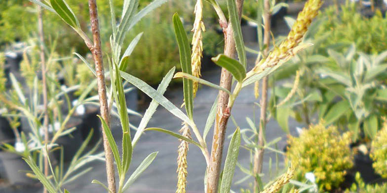 Coyote willow – description, flowering period and general distribution in Colorado. flowering willow over the river