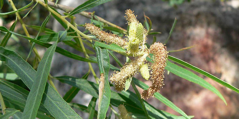 Narrowleaf willow – description, flowering period and general distribution in Alberta. end of flowering period