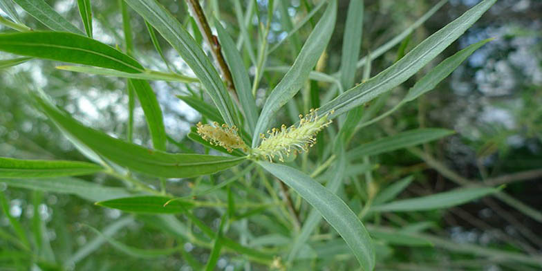 Narrowleaf willow – description, flowering period and general distribution in Kansas. delicate flowers