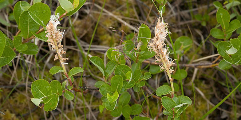 Salix fuscescens – description, flowering period and general distribution in Manitoba. Flowering plant