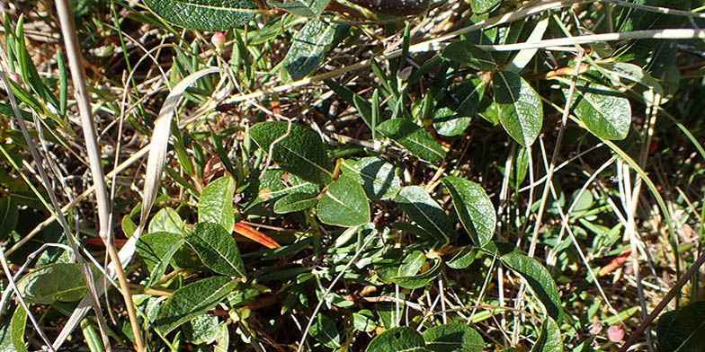 Salix fuscescens – description, flowering period. Leaves make their way through last year's grass