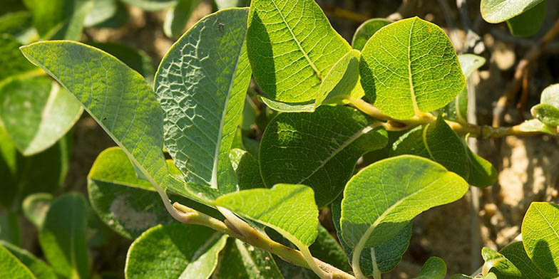 Salix fuscescens – description, flowering period and general distribution in Alaska. Green leaves with interesting structure