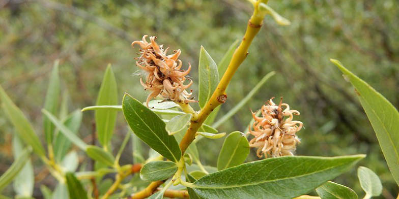 Salix geyeriana – description, flowering period and general distribution in Arizona. willow blooms