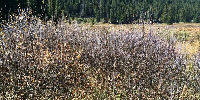 Geyer willow – description, flowering period and general distribution in Montana. a large shrubbery threw off the leaves