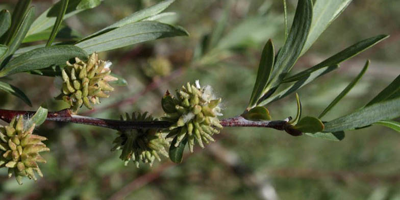 Salix geyeriana – description, flowering period and general distribution in Idaho. inflorescences on a branch