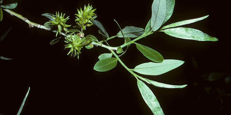 Silver willow – description, flowering period and general distribution in California. seed on a branch