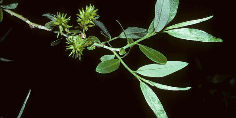 Silver willow – description, flowering period and general distribution in Idaho. seed on a branch