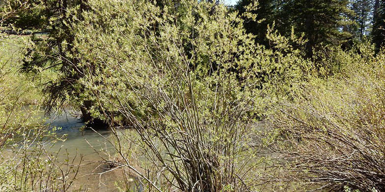Salix geyeriana – description, flowering period and general distribution in Montana. shrubs near the river