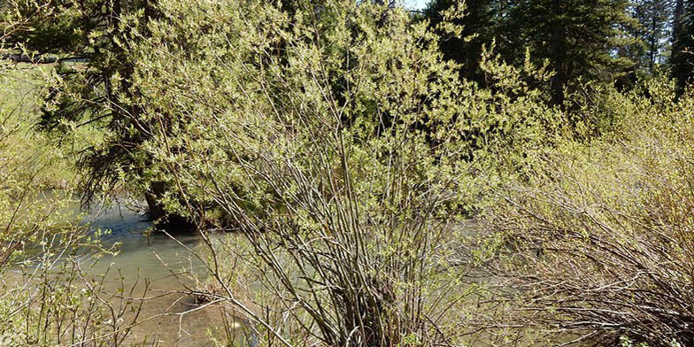 Silver willow – description, flowering period and general distribution in California. shrubs near the river