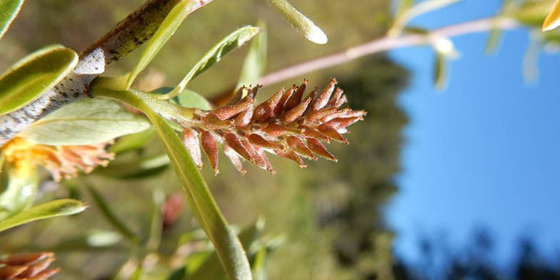Salix geyeriana – description, flowering period and general distribution in Idaho. willow at the beginning of flowering