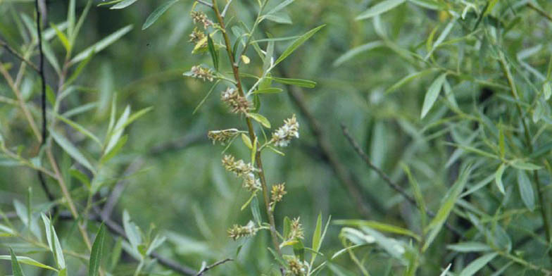 Silver willow – description, flowering period and general distribution in California. young willow branches in bloom