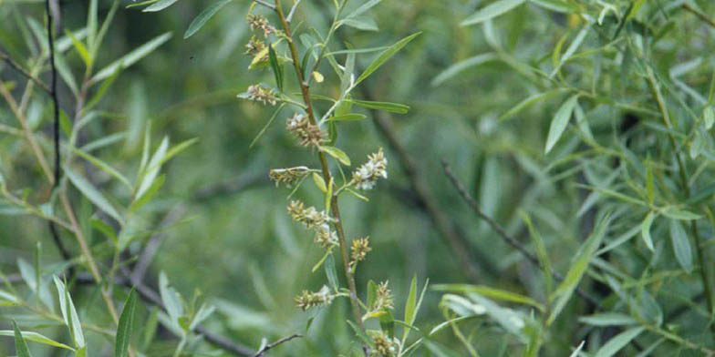 Salix geyeriana – description, flowering period and general distribution in California. young willow branches in bloom