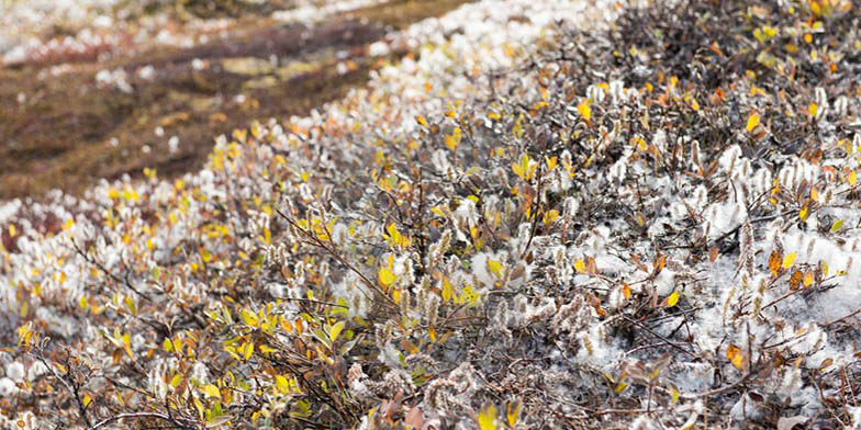 Gray willow – description, flowering period. large shrub