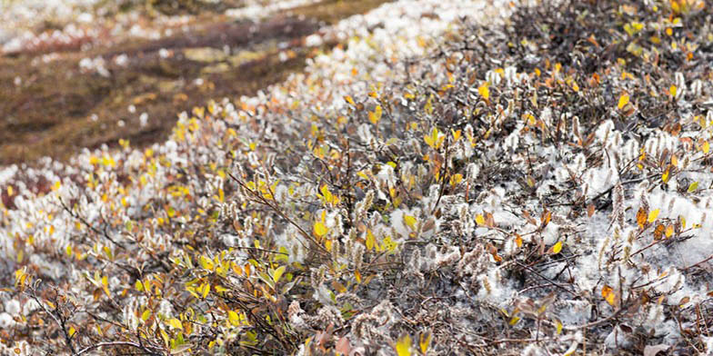 Gray-leaved willow – description, flowering period and general distribution in British Columbia. large shrub